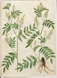 Galega officinalis (pod do médico)