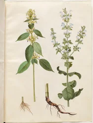 Galeopsis speciosa (barata de cânhamo); Salvia sclarea (sálvia variada)