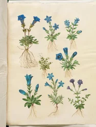 Gentiana acaulis (genciana sem haste); Gentiana verna (genciana da primavera); Gentiana acaulis (genciana sem haste); Genciana (espécie de genciana)