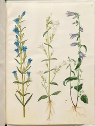Gentiana pneumonanthe (genciana de sino); Campanula patula (sino do prado); Campanula rapunculoides (sino unilateral)