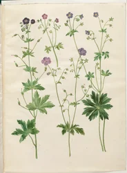 Geranium phaeum (bico de cegonha com coroa de ondas); Geranium sylvaticum (bico de cegonha de madeira)