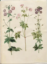 Geranium phaeum (bico de cegonha com coroa de ondas); Geranium versicolor (conta de cegonha líquida)