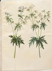 Geranium pratense (conta de cegonha do prado)