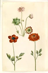 Geranium sanguineum striatum (stribet storkenæb); Ranunculus asiatica (ter-ranunkel)