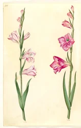 Gladiolus communis (gladíolo comum)