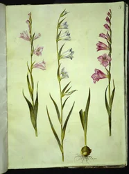 Gladiolus communis (gladíolo comum)