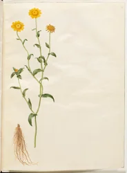 A colheita de Glebion (gul okseøje)