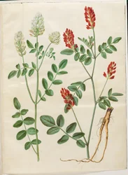 Hedysarum coronarium (sula vermelha)