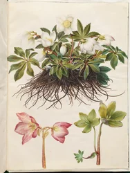 Helleborus niger (rosa de Natal comum)