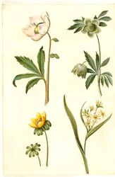 Helleborus niger (rosa de Natal comum); Eranthis hyemalis (jardim-erantis); Gagea lutea (estrela dourada comum)