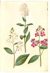 Hesperis matronalis (estrela da noite comum)