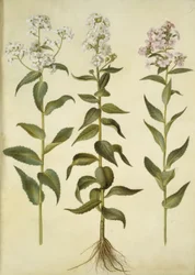 Hesperis matronalis (estrela da noite comum)