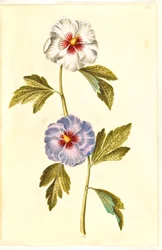 Hibiscus syriacus (rosa síria)