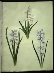 Jacinto Oriental (Jacinto Almindelig)