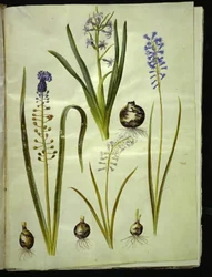 jacinto oriental (almindelig hyacint); Muscari comosum (duskyacint); Brimeura amethystina (azul pireneus)