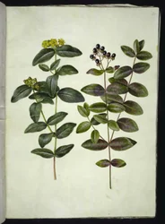 Hypericum androsaemum (erva de São João)