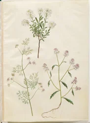 Iberis sempervirens (travesseiro de neve); Coriandrum sativum (coentro comum); Iberis amara (flor amarga do arco)