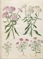 Iberis umbellata (flor de arco-íris); Iberis amara (flor amarga do arco)