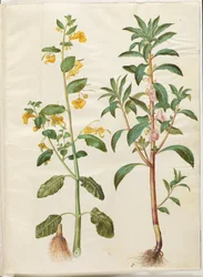 Impatiens noli-tangere (bálsamo de primavera); Impatiens balsamina (have-balsam)