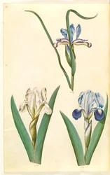 Iris graminea (íris com folhas de grama); Iris lutescens ou Iris pumila (?) (íris anã ou íris baixa)