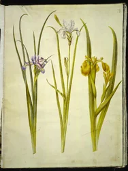 grama de íris (gæsbladet iris); íris siberiana (íris de sibirisco); Iris pseudocorus