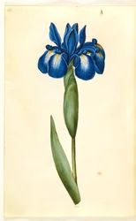 Iris latifolia (Iris inglesa)