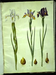 Iris latifolia (Iris inglesa); Iris xiphium (íris espanhola)