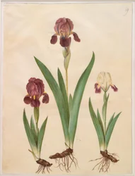 Iris ×lurida (íris-híbrido)