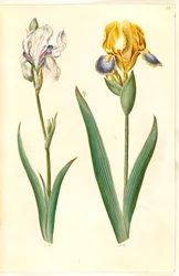 íris pálida (íris bleg); íris variegada (broget íris)
