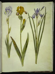íris pálida (íris bleg); íris variegada (íris de broget); íris siberiana