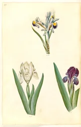 Iris persica (íris persa); Iris lutescens ou Iris pumila (?) (íris anã ou íris baixa)