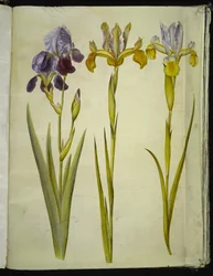Íris ×sambucina (íris de prateleira); Iris latifolia (Iris inglesa)