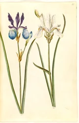 Iris sibirica (íris sibirisco)