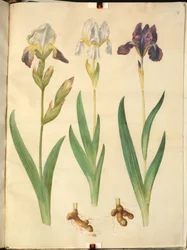 Íris ×esqualens (híbrido de íris); Íris (íris)