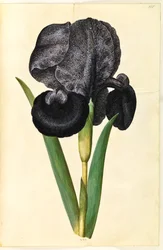 Iris susiana (íris de luto)