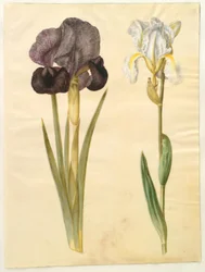 Iris susiana (íris de luto); Iris ×florentina (raiz violeta)