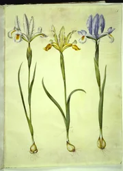 Iris xiphium (íris espanhola) ou Iris latifolia (íris inglesa); Iris xiphium (íris espanhola)