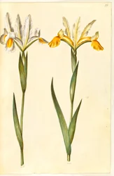Iris xiphium, possivelmente Iris latifolia (?) (Íris espanhola ou íris inglesa)