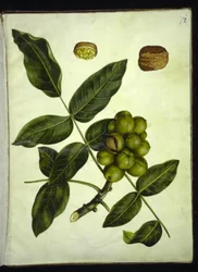 Juglans regia (noz comum)