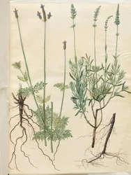 Lavandula multifida (lavanda espiga); Lavandula angustifolia (lavanda verdadeira)
