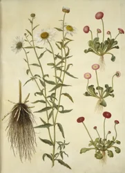 Leucanthemum vulgare (olho de boi branco); Bellis perennis (margarida comum)