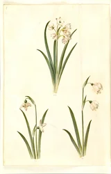 Leucojum aestivum (ameixa de verão); Galanthus nivalis (gota-de-neve comum); Leucojum vernum (lírio Dorotea)
