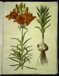 Lilium bulbiferum (lírio de fogo)