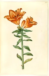 Lilium bulbiferum (lírio de fogo)
