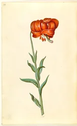 Lírio de calcedônia (rød turbanlilje)