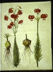 Lírio de calcedônia (rød turbanlilje)