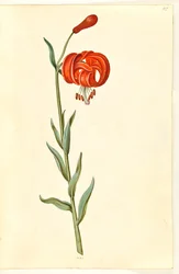 Lírio de calcedônia (rød turbanlilje)