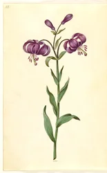 Lilium martagon (lírio de grinalda)