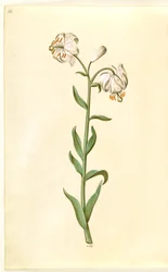 Lilium martagon (lírio de grinalda)
