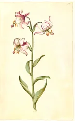 Lilium martagon (lírio de grinalda)